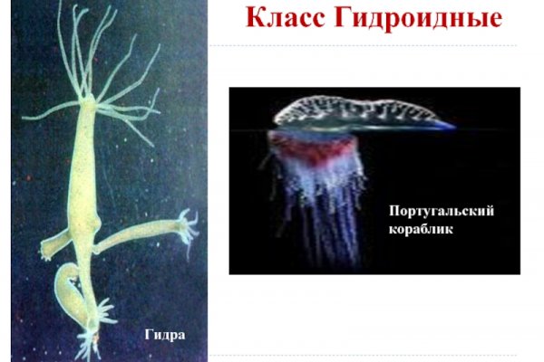 Kraken 6at